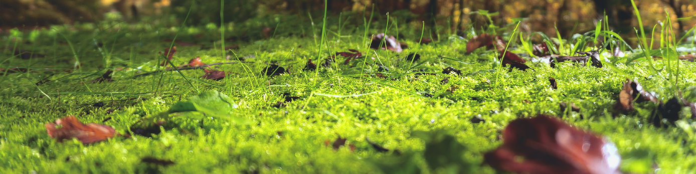 Bild på gräs och blad