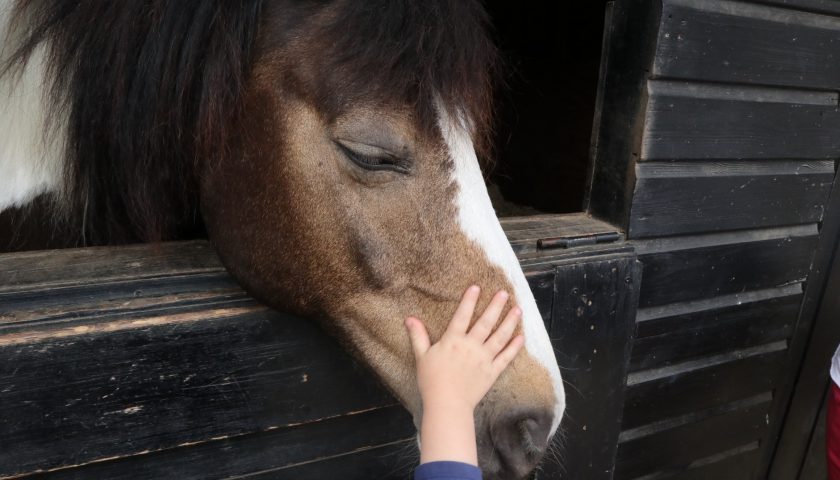 Barnhand som klappar häst på huvudet