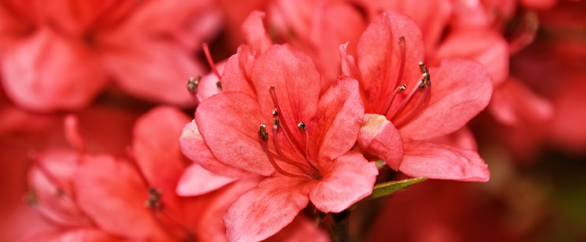 Azalea blomma röd