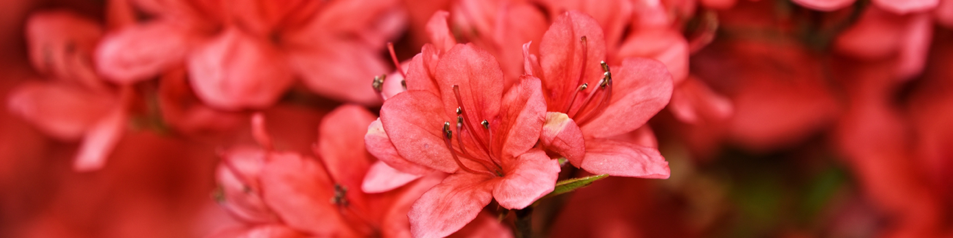 Azalea blomma röd